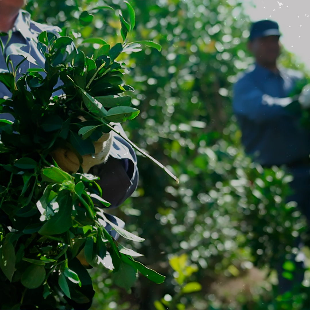 Verde que Dá Vida: Os Mestres da Erva-Mate do Paraná