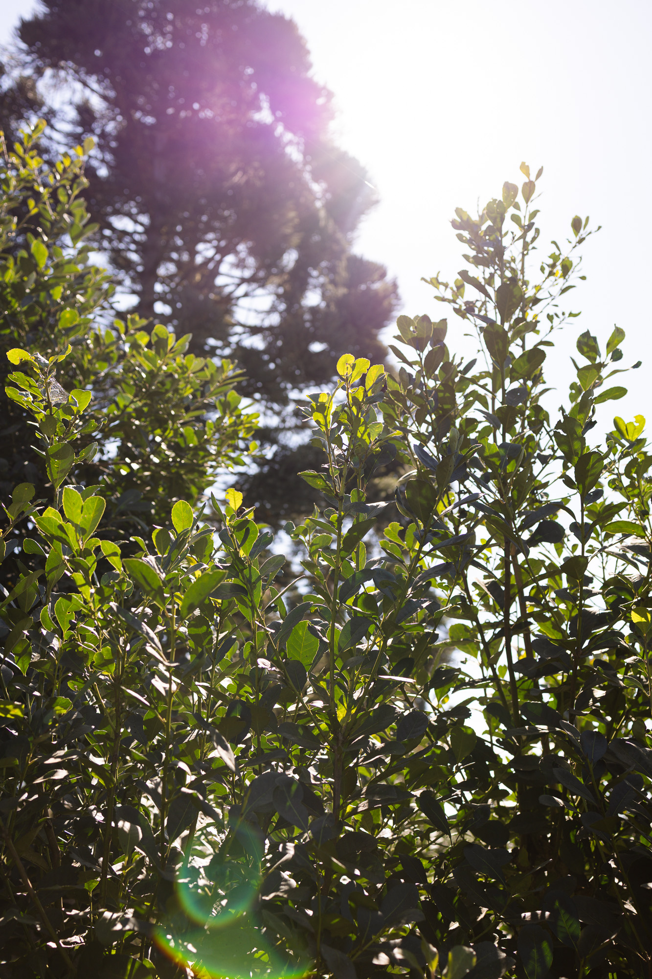 O Segredo da Erva-Mate de Qualidade: Ciência, Tradição e Sustentabilidade no Sul do Brasil