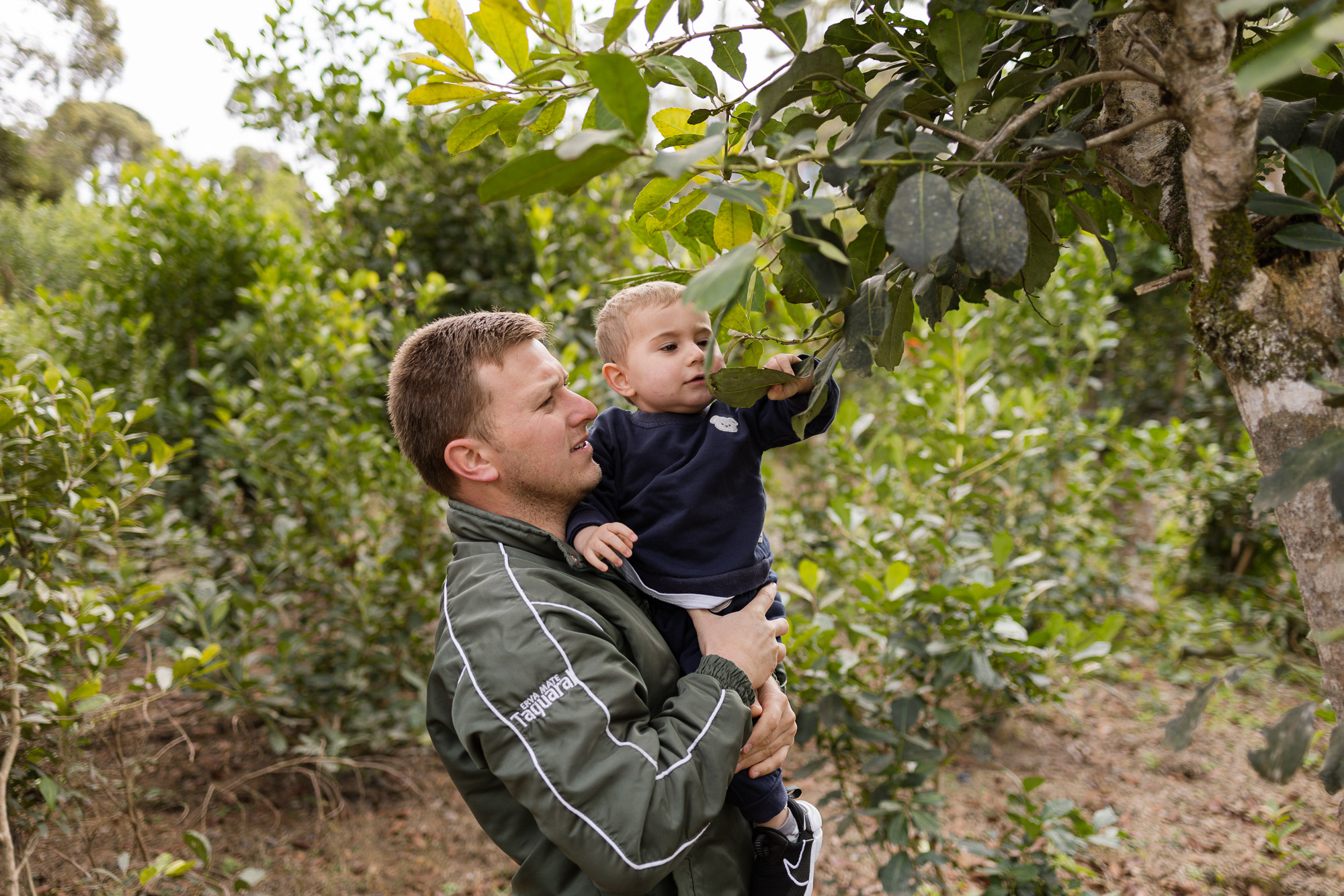 Qual é a origem da erva-mate segundo a história?